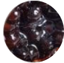 Brown Sugar Popping Boba